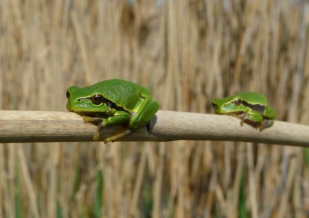 Nice frogs, Neusiedler See, Austria