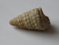 /album/fotogaleria-fosilie/gastropoda-jpg/