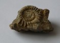 /album/fotogaleria-fosilie/amonit-jpg/