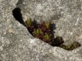 /album/fotogaleria-priroda/kvetina3-jpg/