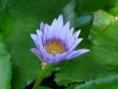 /album/fotogaleria-priroda/lotos-jpg/