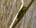 /album/fotogaleria-priroda/zaba-jpg/